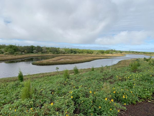 Robinson Preserve Wetlands Restoration project