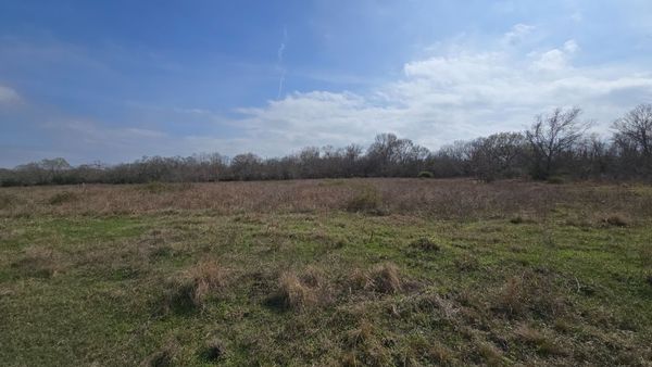 Tallgrass prairie at Armand Bayou 