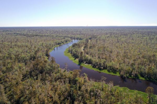 Aerial view of Maurepas Swamp