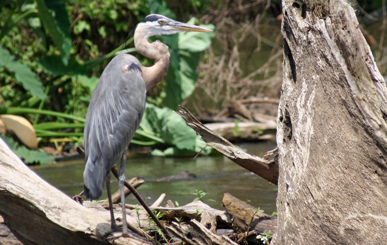 Great Blue Heron