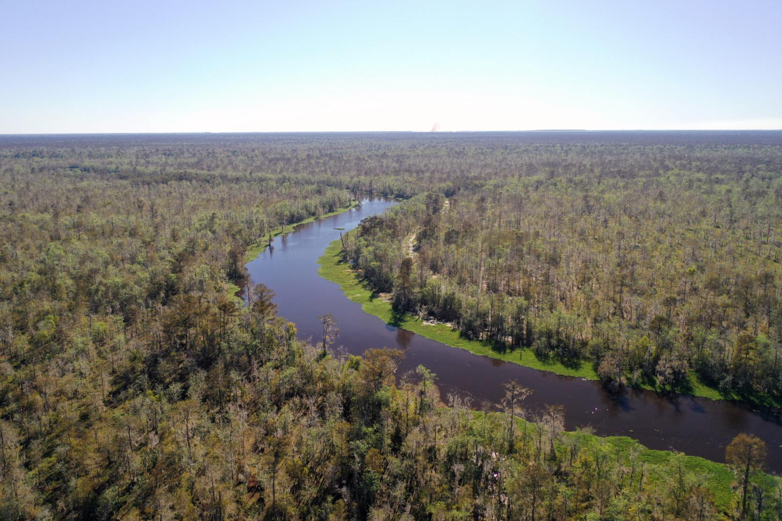 Aerial view of Maurepas Swamp
