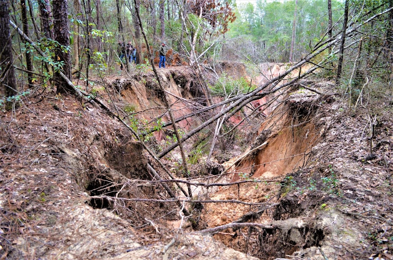 Erosion in Brock Gully