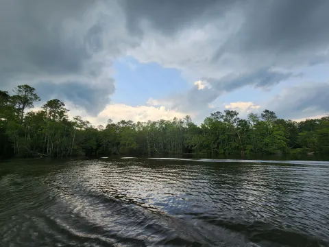 Water and trees landscape