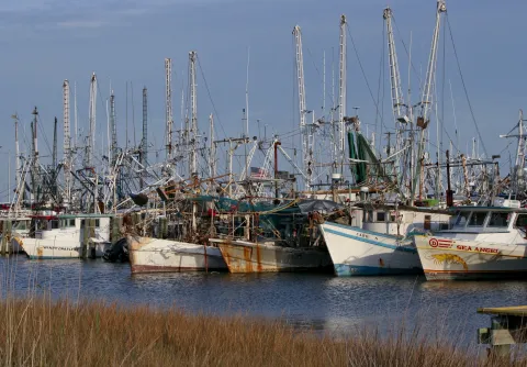 Shrimp boats