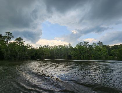 Water and trees landscape