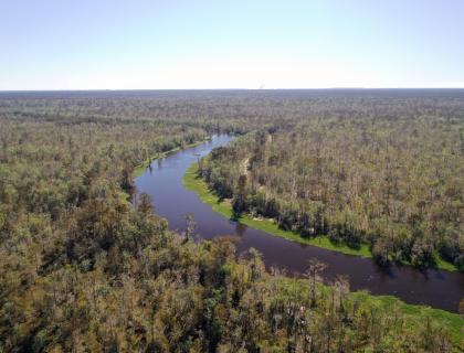 Aerial view of Maurepas Swamp
