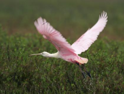 Roseate Spoonbill flying