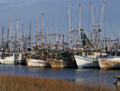 Shrimp boats